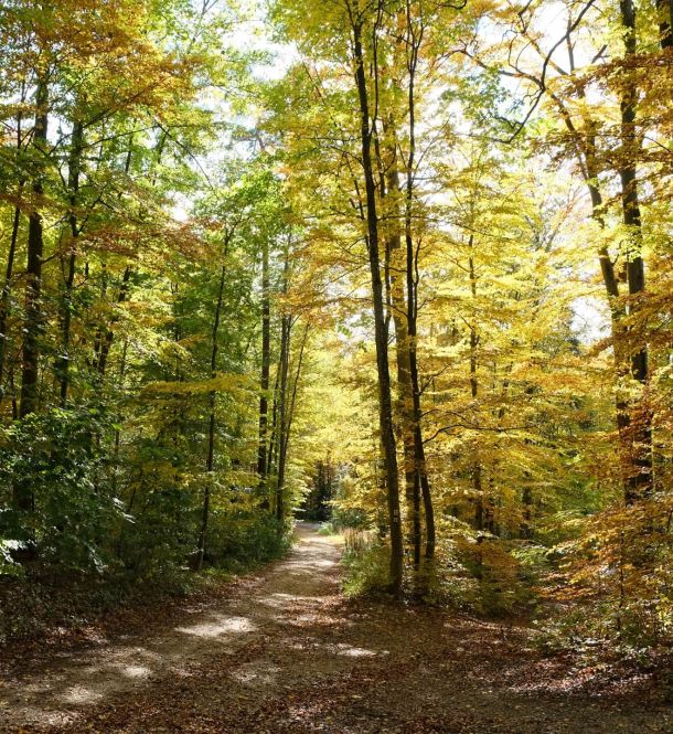 Titelbild: Herbstwald