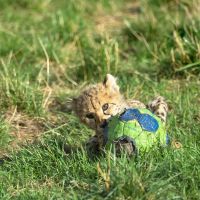 Gepardenjunges in der Wilhelma